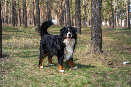 adult male bernese mountain dog on the fresh green grass background © Zkolra