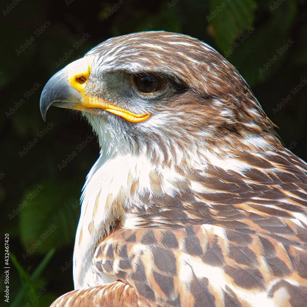 Obraz premium Königsbussard (Buteo regalis)