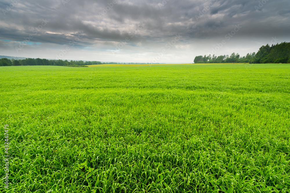 Obraz premium Fog on forest meadows in a rainy morning. Grass covered with dew in the foreground