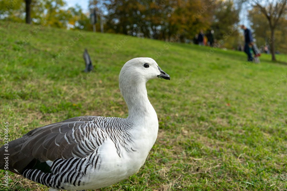 Jeune Oiseau blanc