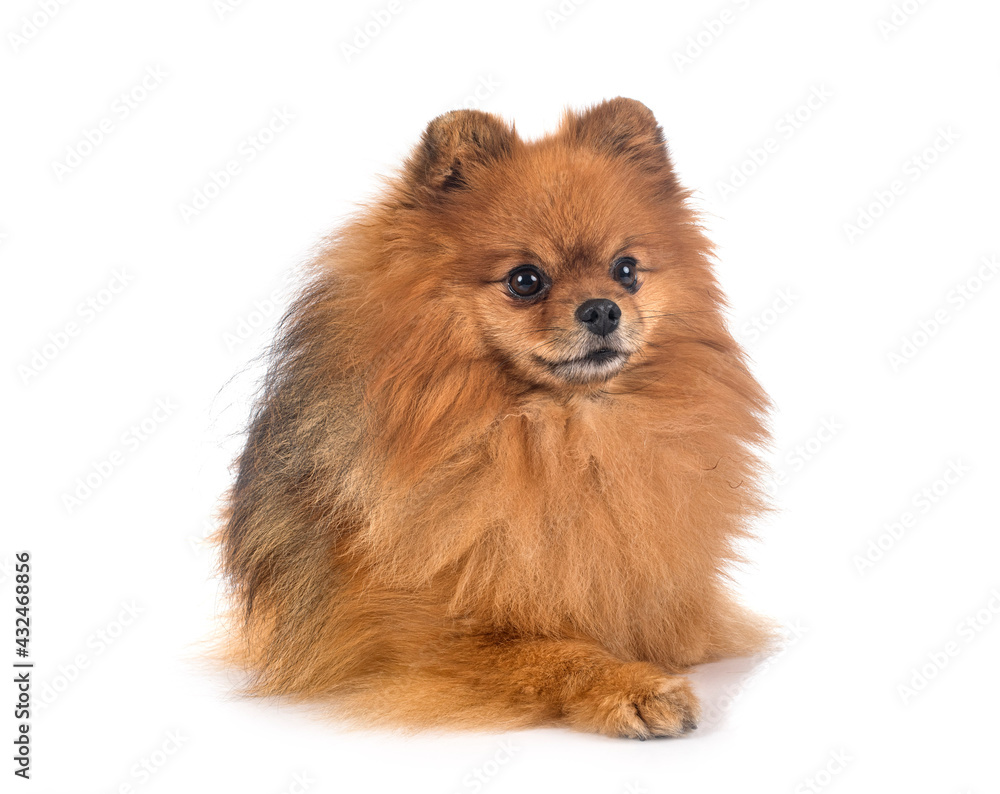  pomeranian in studio