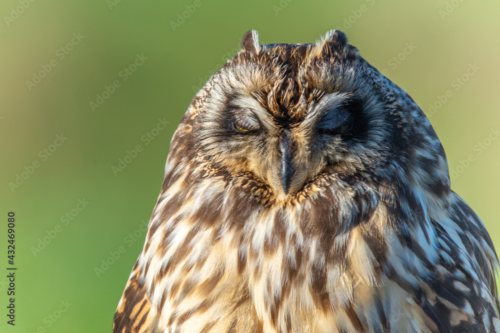 Obraz premium Short eared owl Asio flammeus sleeping closeup
