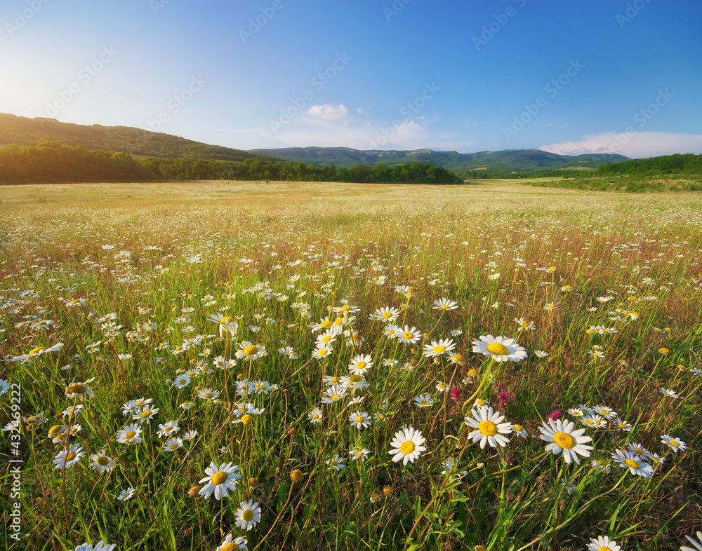 Beautiful camomile meadow in mountain at sunset.