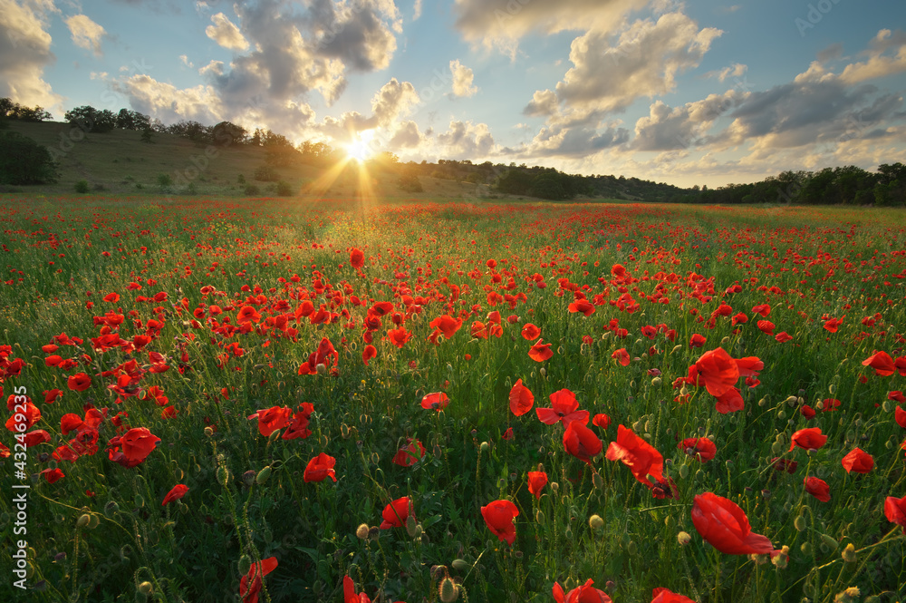 Obraz premium Spring meadow of poppies.