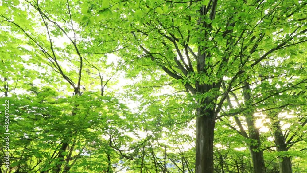 さわやかな森林 新緑 木もれ日 太陽の光 さわやかな森林 新緑 木もれ日 太陽の光