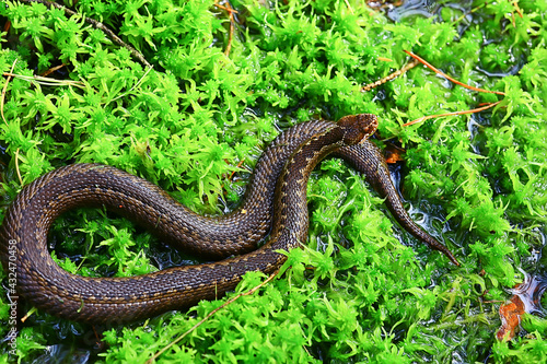 snake viper in the swamp, reptile in the wild, poisonous dangerous animal, wildlife