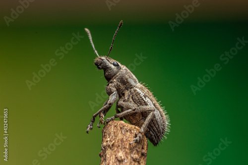 burrito de la vid o Naupactus xanthographus photo