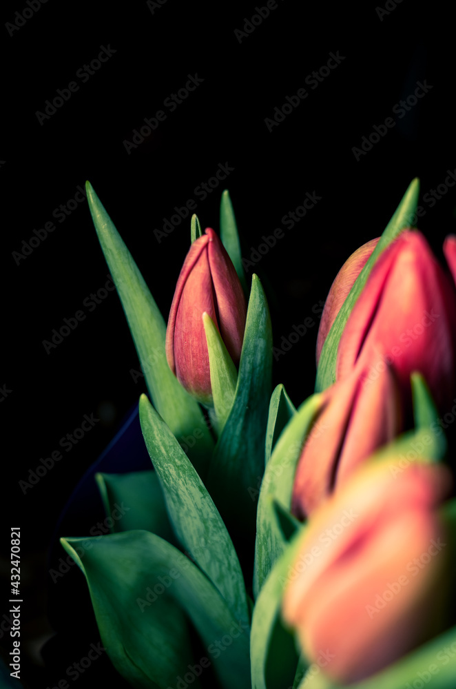 bouquet of red tulips bouquet of red tulips
