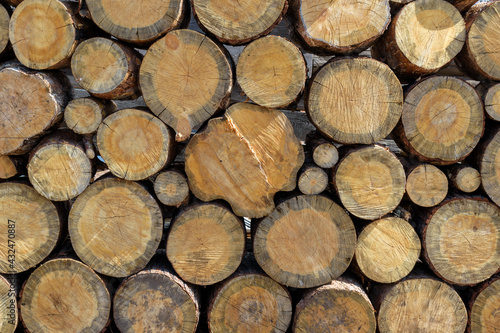 Sawn logs are stacked for firewood.