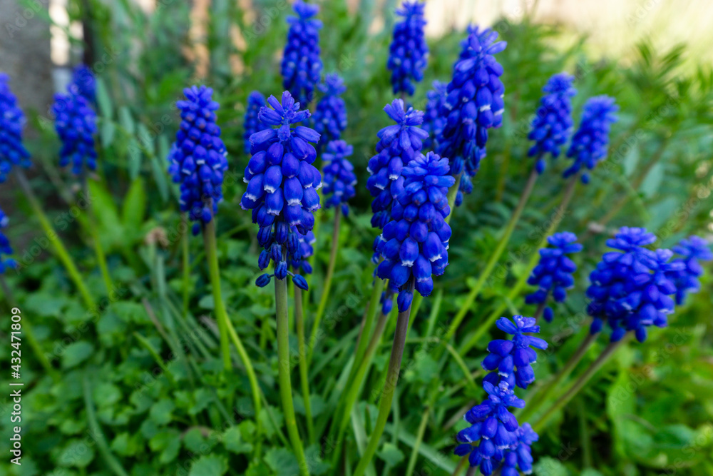 Obraz premium Blumen