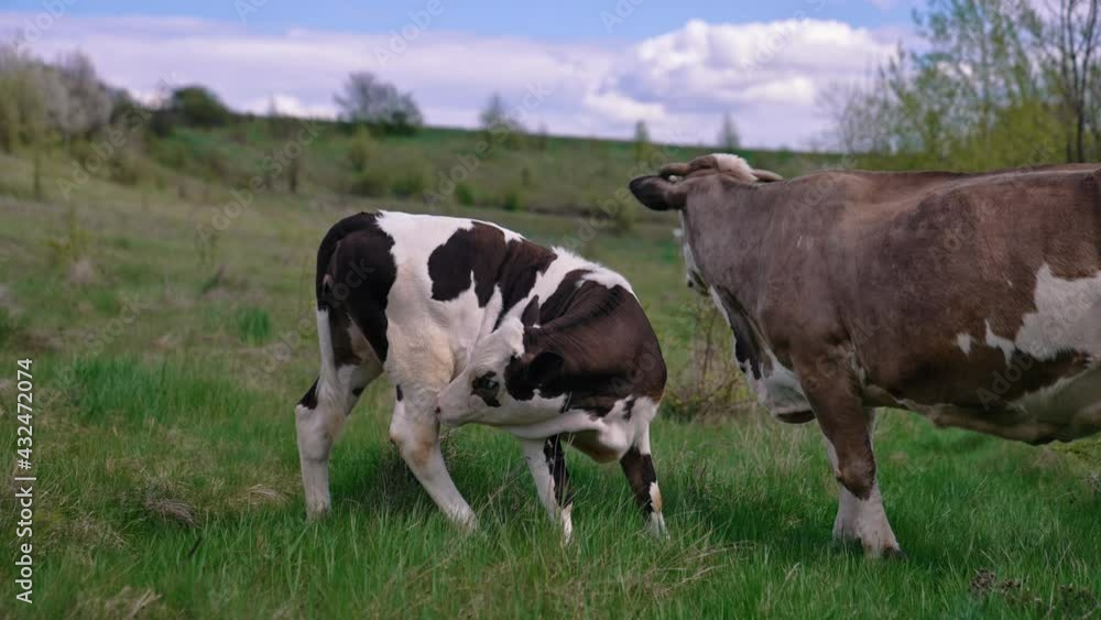 Close up view of grazing attractive cow at field. Herd of cows walking on the field Close up view of grazing attractive cow at field. Herd of cows walking on the field