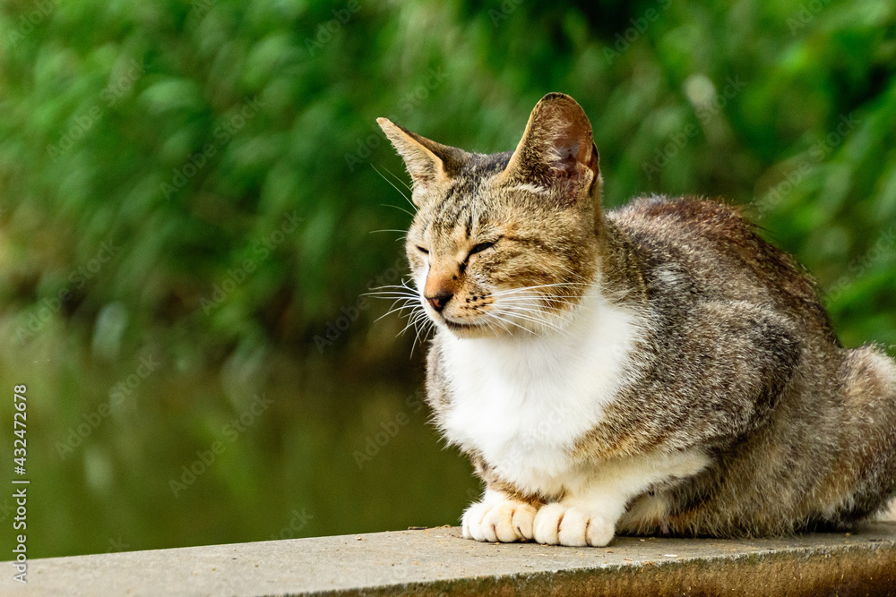 Obraz premium 猫