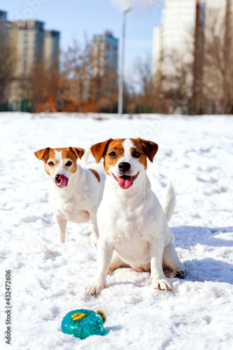 Fototapeta Naklejka Na Ścianę i Meble -  Winter portrait of two cheerful dogs