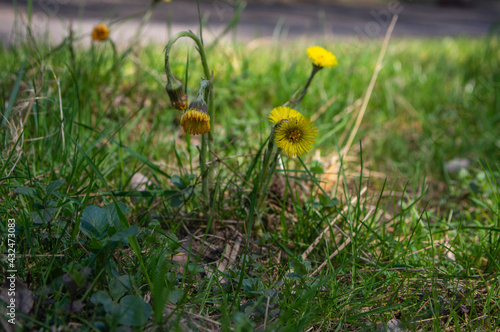 Tussilago farfara bright yellow flowering coltsfoot medicinal herb plant, springtime flowers in bloom in green grass