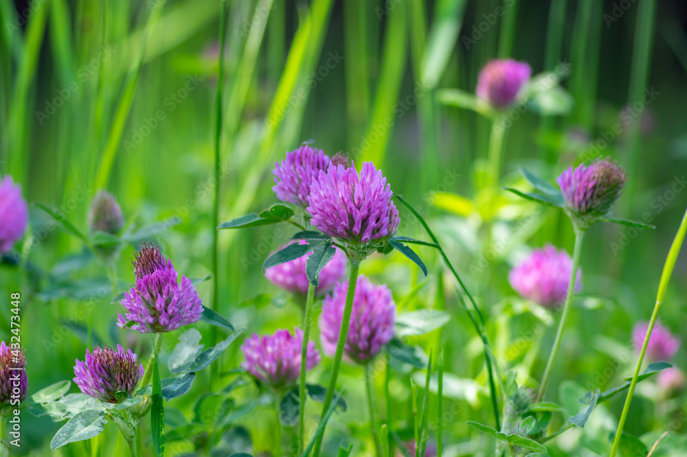 Trifolium pratense red clover wild flowering plant, purple meadow flowers in bloom Trifolium pratense red clover wild flowering plant, purple meadow flowers in bloom