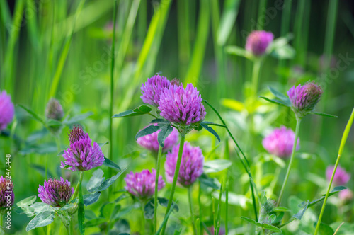 Trifolium pratense red clover wild flowering plant  purple meadow flowers in bloom