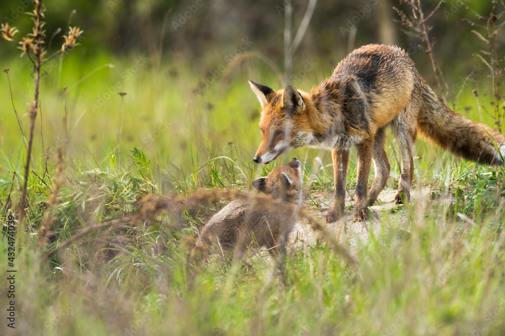 Ein Fuchswelpe bettelt um Futter am Fuchsbau Ein Fuchswelpe bettelt um Futter am Fuchsbau