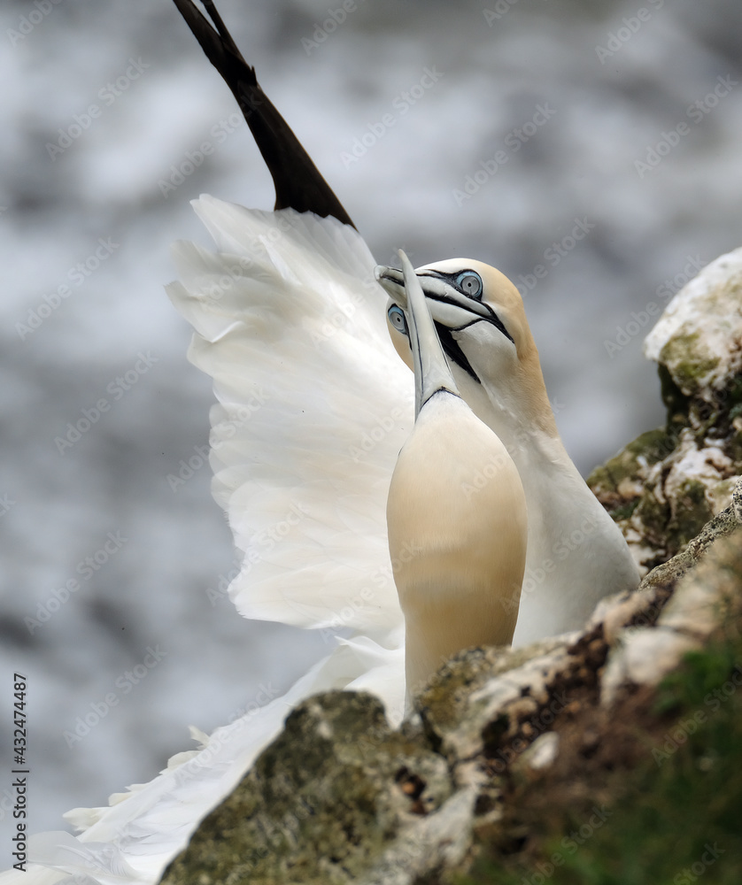 Gannets are seabirds comprising the genus Morus, in the family Sulidae, closely related to boobies. Gannets are seabirds comprising the genus Morus, in the family Sulidae, closely related to boobies.