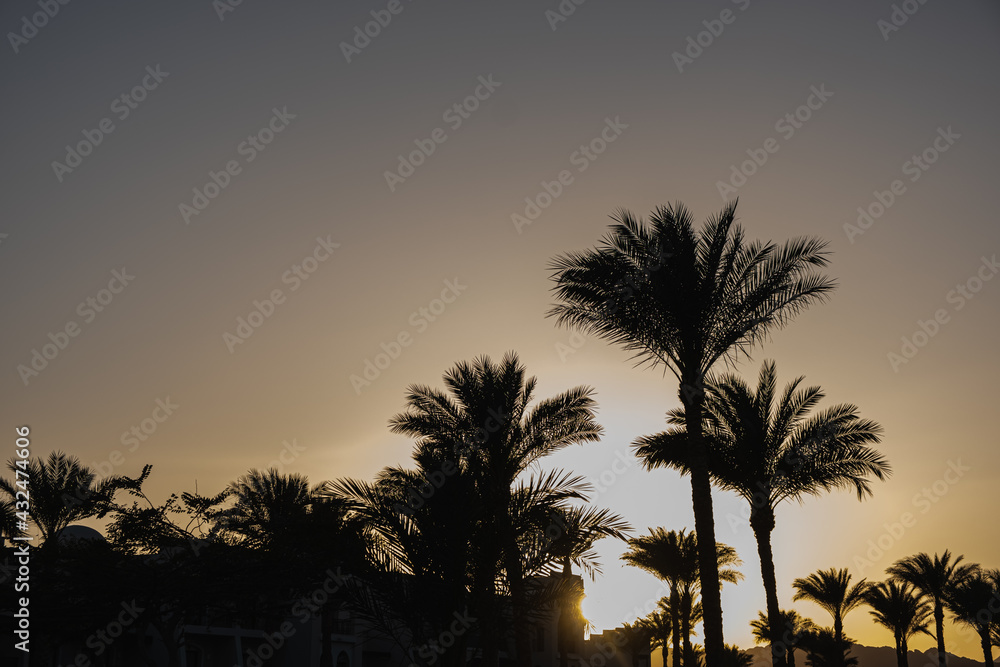 Summer tropical coconut palm trees against sunset sky. Neutral background. Summer and travel concept