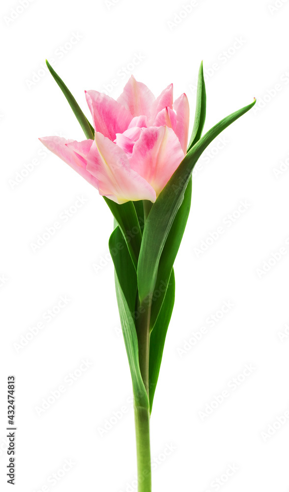 pink tulips isolated on white background pink tulips isolated on white background