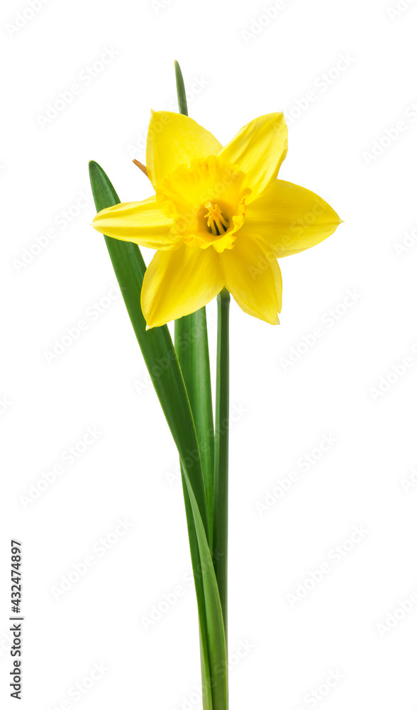 yellow daffodil isolated on a white background yellow daffodil isolated on a white background