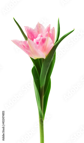  pink tulips isolated on white background