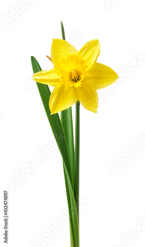 yellow daffodil isolated on a white background