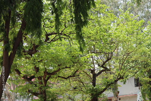 Fototapeta Naklejka Na Ścianę i Meble -  tree in spring