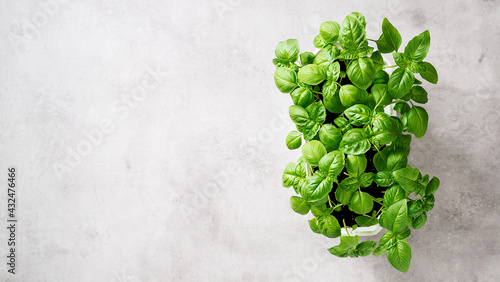 Fresh green basil plant for healthy cooking on light gray background. Top view. Space for text