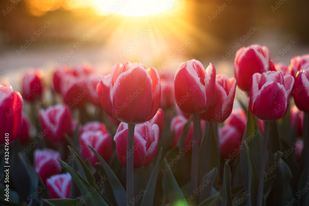 Beautiful tulips on the background of the evening sun.