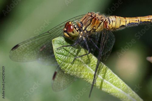 Common Darter dragonfly (Sympetrum striolatum), female perched in close, Norfolk, UK. © tonymills