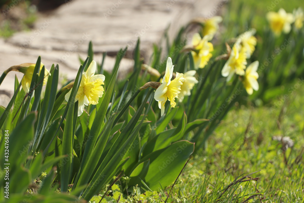 Beautiful daffodils growing in garden on sunny day Beautiful daffodils growing in garden on sunny day