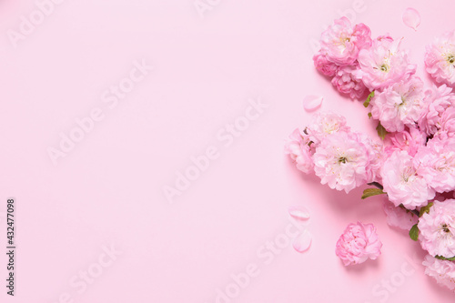 Beautiful sakura tree blossoms on pink background, flat lay. Space for text © New Africa