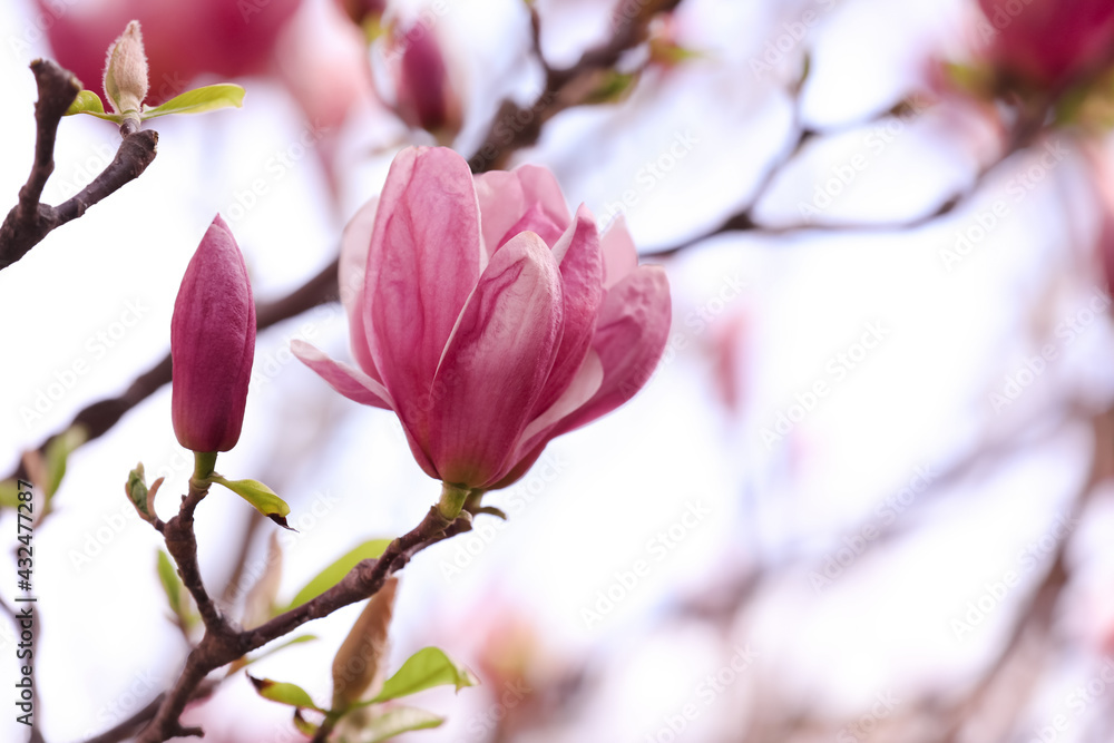 Beautiful magnolia tree with pink blossom outdoors, closeup. Spring season Beautiful magnolia tree with pink blossom outdoors, closeup. Spring season