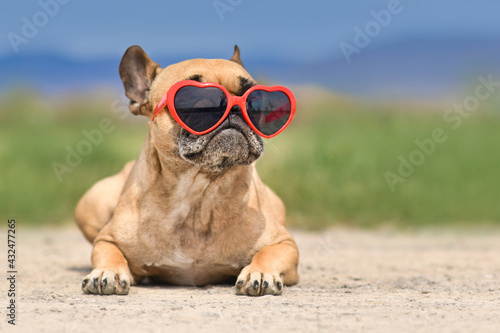 Fototapeta Naklejka Na Ścianę i Meble -  French Bulldog dog wearing red heart shaped sunglasses in summer