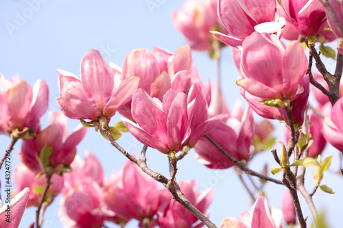 Beautiful magnolia tree with pink blossom outdoors  closeup. Spring season