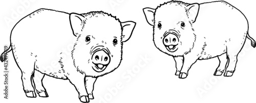 Two cute piglets on the farm. Coloring page with the animals. Vector illustration.