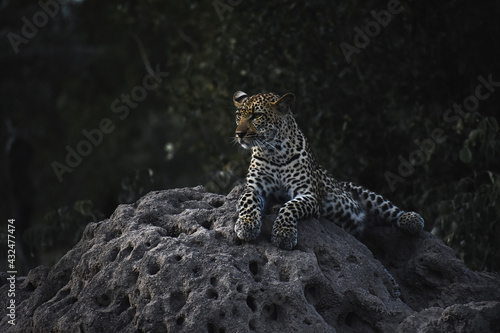 Photography An African leopard sitting on a termite mound early in the morning