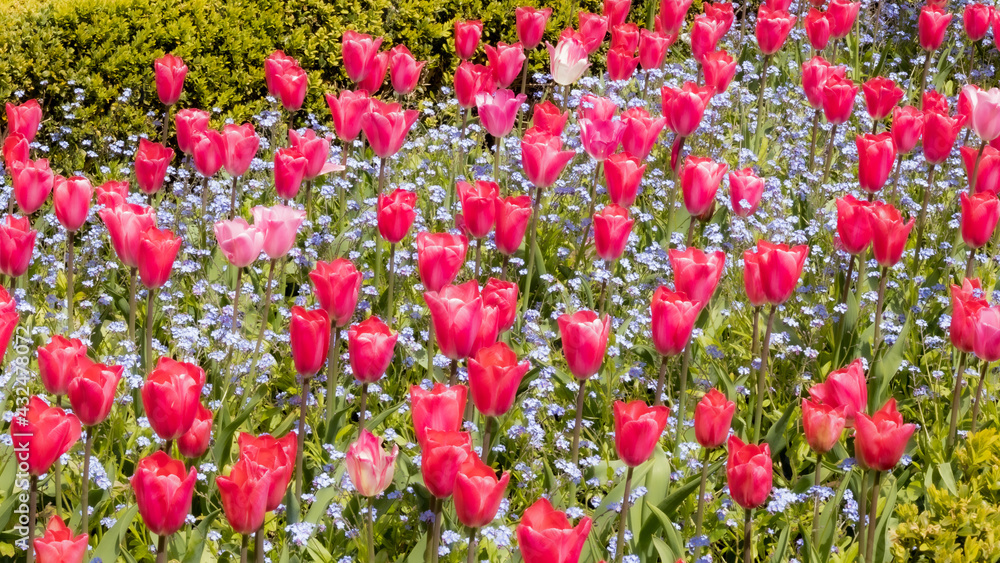 field of red tulips