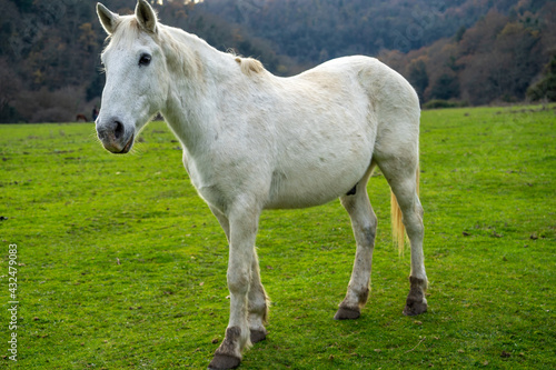 Horse - Cavallo