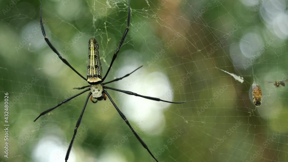 Green with yellow pattern and long black legs of the Garden Spider on web trap insects with natural green background, Honey bee is trapped and become prey to predatory animals Green with yellow pattern and long black legs of the Garden Spider on web trap insects with natural green background, Honey bee is trapped and become prey to predatory animals