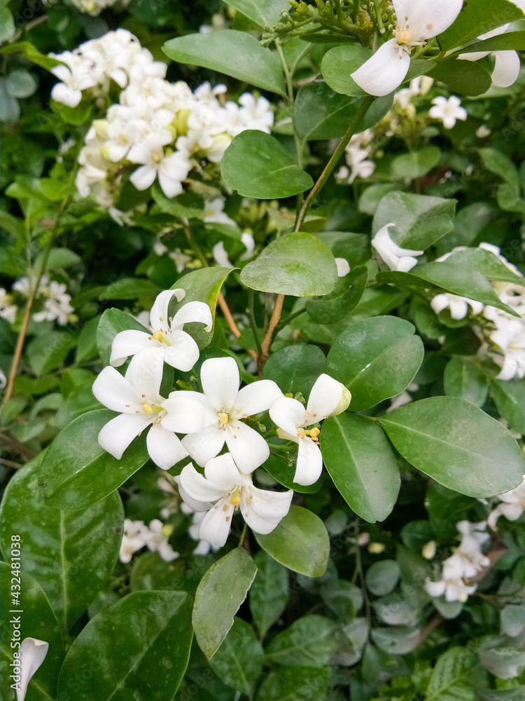 Orange jessamine flower in nature garden Orange jessamine flower in nature garden