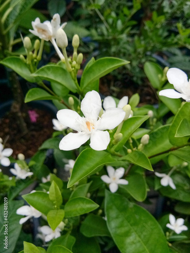 wrightia antidysenterica flower in nature garden