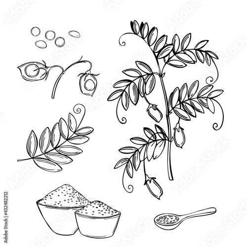 Lentil plant. Vector  illustration.