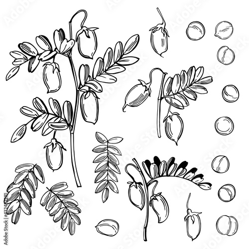 Chickpeas plant. Vector  illustration.