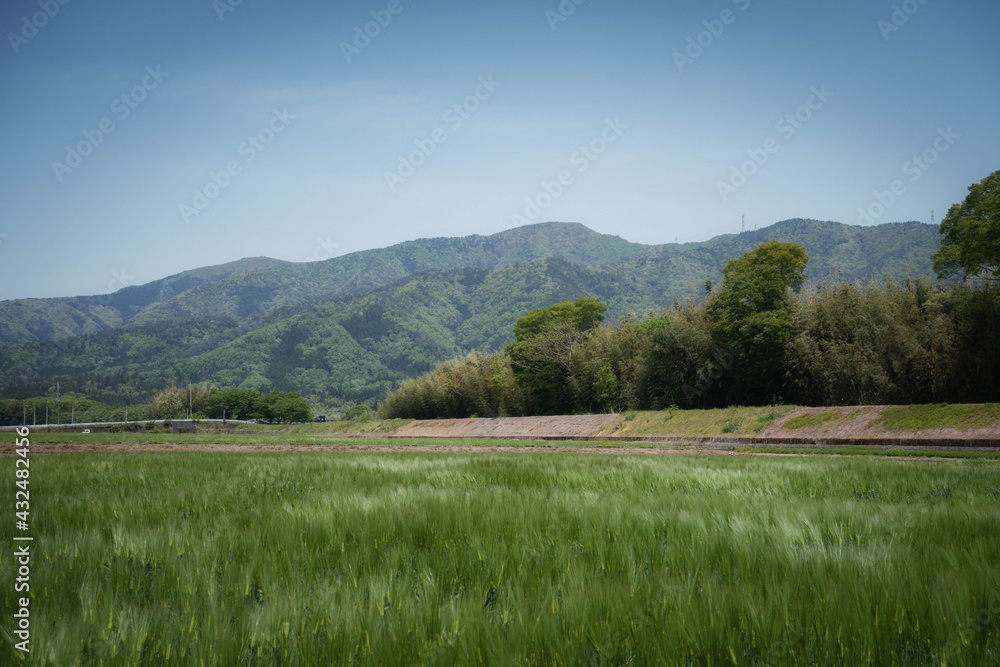 新緑の麦畑と田舎の風景