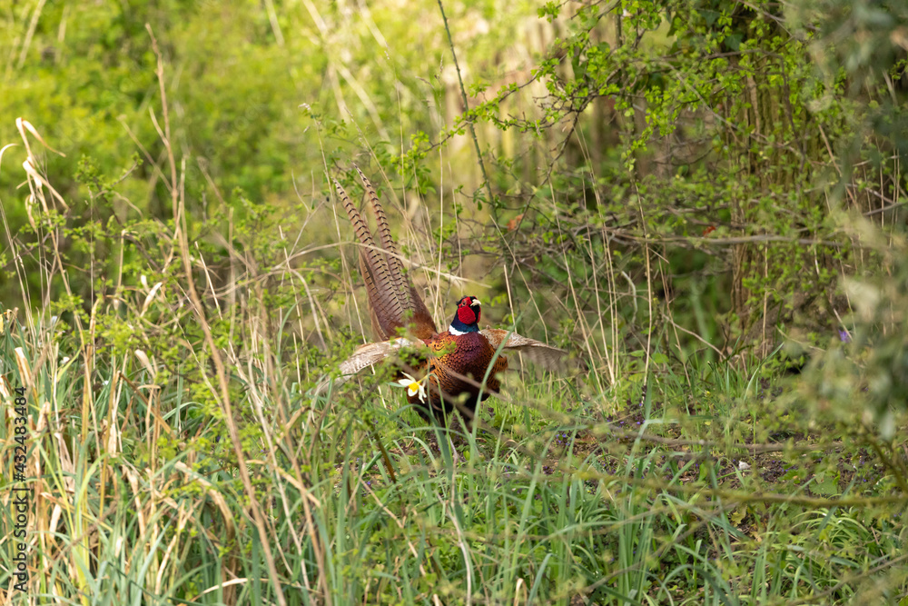 Pheasant calling in the English countryside Pheasant calling in the English countryside
