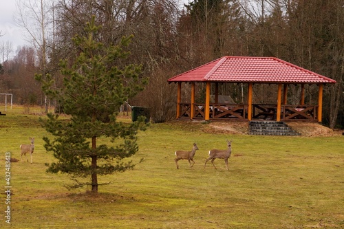 Three roe deer in the countryside photo