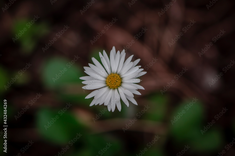 close up of white daisy flower close up of white daisy flower