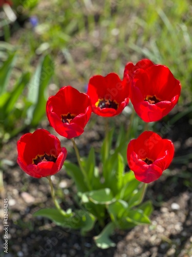 red poppy flowers